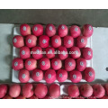 China fresh fuji apple Wholesaler in yantai